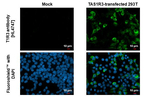 TAS1R3 Recombinant Rabbit Monoclonal Antibody (HL4747)