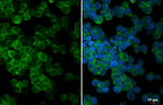 TAS1R3 Antibody in Immunocytochemistry (ICC/IF)