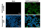 RXFP3 Recombinant Rabbit Monoclonal Antibody (HL4856)