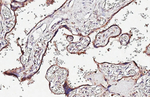 ARL5A Antibody in Immunohistochemistry (Paraffin) (IHC (P))