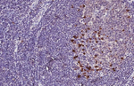 ARL5A Antibody in Immunohistochemistry (Paraffin) (IHC (P))