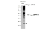 GPR176 Recombinant Rabbit Monoclonal Antibody (HL4247)