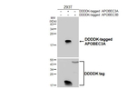 APOBEC3A Recombinant Rabbit Monoclonal Antibody (HL4316)