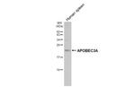APOBEC3A Antibody in Western Blot (WB)