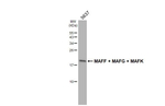 MAFF/MAFG/MAFK Antibody in Western Blot (WB)