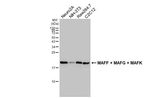 MAFF/MAFG/MAFK Antibody in Western Blot (WB)