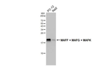 MAFF/MAFG/MAFK Antibody in Western Blot (WB)
