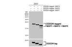 MAFF/MAFG/MAFK Antibody in Western Blot (WB)