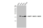 MAFF/MAFG/MAFK Recombinant Rabbit Monoclonal Antibody (HL4383)