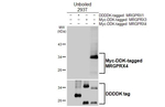MRGPRX4 Antibody in Western Blot (WB)