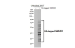 NMUR2 Antibody in Western Blot (WB)