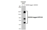 GPR125 Antibody in Western Blot (WB)