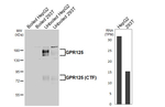 GPR125 Recombinant Rabbit Monoclonal Antibody (HL4659)