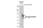GPR84 Recombinant Rabbit Monoclonal Antibody (HL4667)