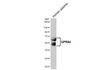 GPR84 Antibody in Western Blot (WB)