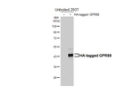 GPR88 Recombinant Rabbit Monoclonal Antibody (HL4673)