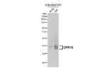 GPR15 Antibody in Western Blot (WB)