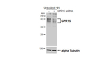 GPR15 Antibody in Western Blot (WB)