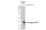 GPR15 Recombinant Rabbit Monoclonal Antibody (HL4704)
