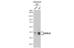 GPR15 Antibody in Western Blot (WB)