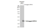GPR15 Recombinant Rabbit Monoclonal Antibody (HL4705)
