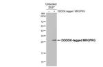 MRGPRG Recombinant Rabbit Monoclonal Antibody (HL4742)