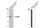 RAB9B Antibody in Western Blot (WB)