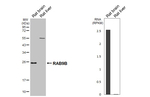RAB9B Antibody in Western Blot (WB)