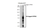 GPR83 Recombinant Rabbit Monoclonal Antibody (HL4768)