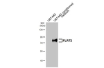 FLRT2 Recombinant Rabbit Monoclonal Antibody (HL4784)