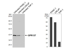 GPR137 Recombinant Rabbit Monoclonal Antibody (HL4813)