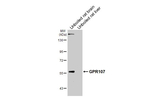 GPR107 Antibody in Western Blot (WB)