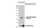 GPR107 Antibody in Western Blot (WB)