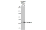 GPR153 Antibody in Western Blot (WB)