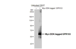 GPR153 Recombinant Rabbit Monoclonal Antibody (HL4829)