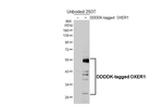 OXER1 Recombinant Rabbit Monoclonal Antibody (HL4831)