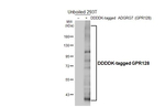 GPR128 Recombinant Rabbit Monoclonal Antibody (HL4855)