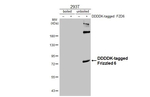 FZD6 Antibody in Western Blot (WB)