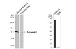 FZD6 Recombinant Rabbit Monoclonal Antibody (HL4857)