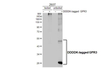 GPR3 Antibody in Western Blot (WB)