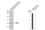 GPR3 Recombinant Rabbit Monoclonal Antibody (HL4862)