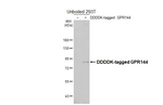 GPR144 Recombinant Rabbit Monoclonal Antibody (HL4902)