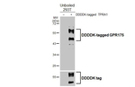 TPRA1 Antibody in Western Blot (WB)