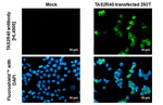 TAS2R40 Recombinant Rabbit Monoclonal Antibody (HL4905)