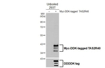 TAS2R40 Antibody in Western Blot (WB)