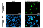 TAS2R50 Recombinant Rabbit Monoclonal Antibody (HL4906)