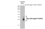TAS2R50 Antibody in Western Blot (WB)