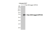 GPR152 Antibody in Western Blot (WB)