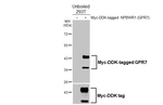 NPBWR1 Recombinant Rabbit Monoclonal Antibody (HL4939)