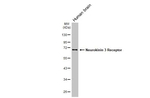 TACR3 Antibody in Western Blot (WB)
